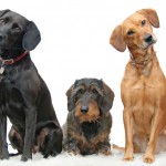 Keep Your Home Insurance Out Of The Doghouse